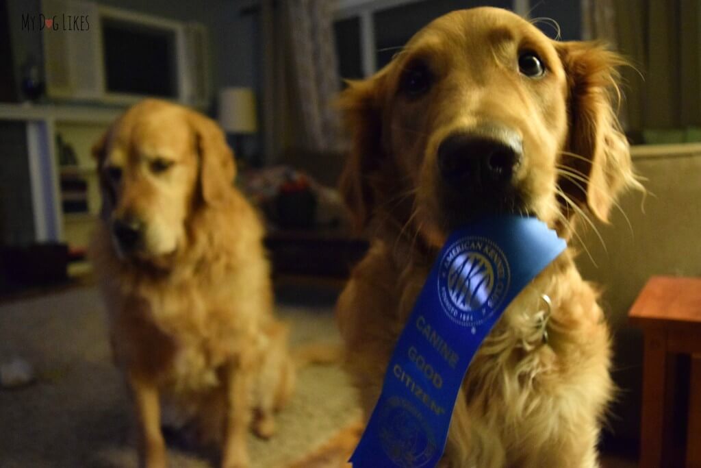 Charlie holding his ribbon for completing the American Kennel Club CGC certification course!