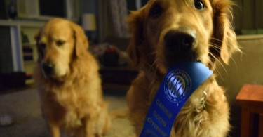 Charlie holding his ribbon for completing the American Kennel Club CGC certification course!