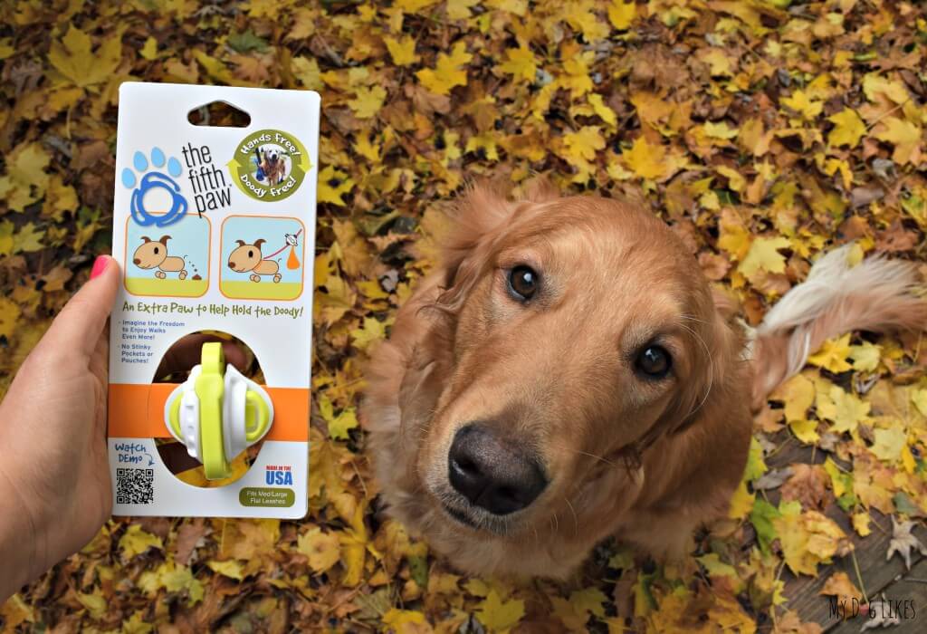 Getting ready to test out The Fifth Paw leash attachment with our Golden Retriever Charlie