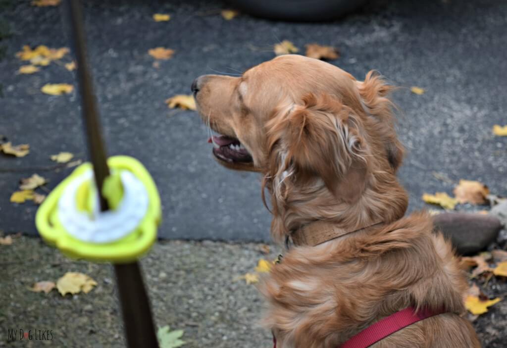 A view down the leash with The Fifth Paw attached