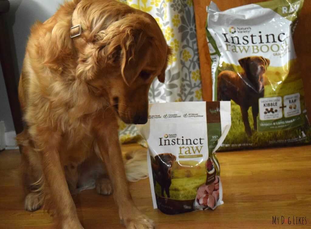 Charlie about to try Nature's Variety Instinct Raw Medallions. Follow along as we sample all the forms and flavors of the Instincts Diet!