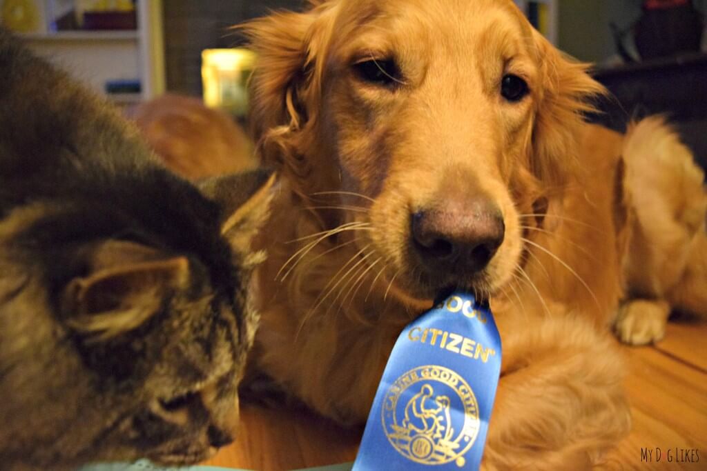 Charlie proudly displaying his Canine Good Citizen Ribbon! After lots of hard work he has received his certification! On to the TDI!