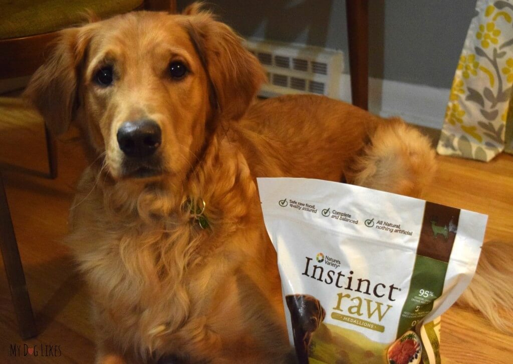 Charlie getting ready to review Nature's Variety Instinct Raw Medallions!