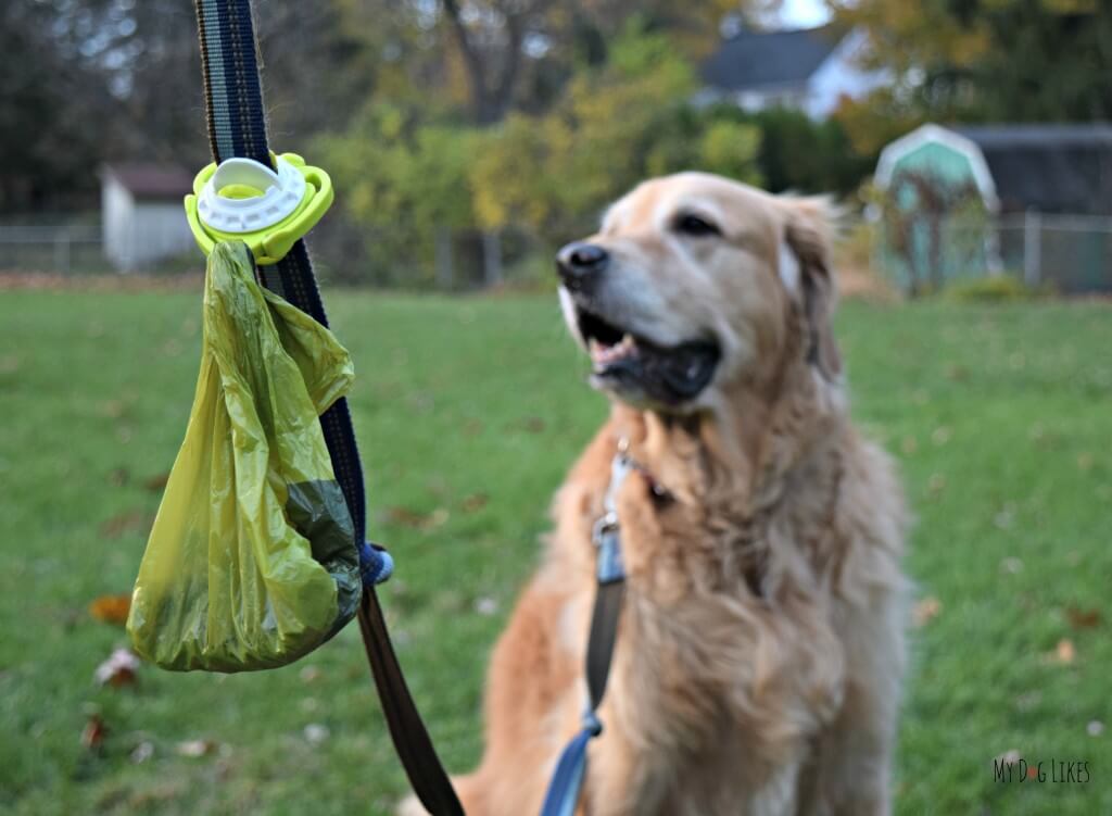 Demonstrating the Fifth Paw Leash attachment on a walk with Harley