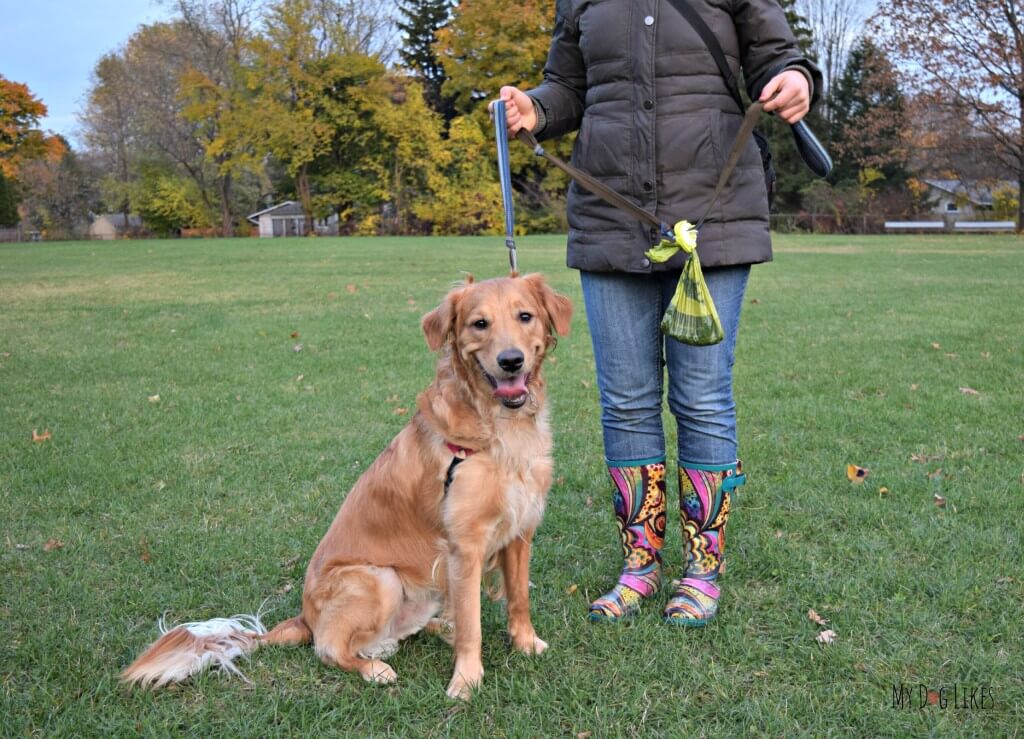 Our Golden Retriever Charlie testing out The Fifth Paw leash attachment