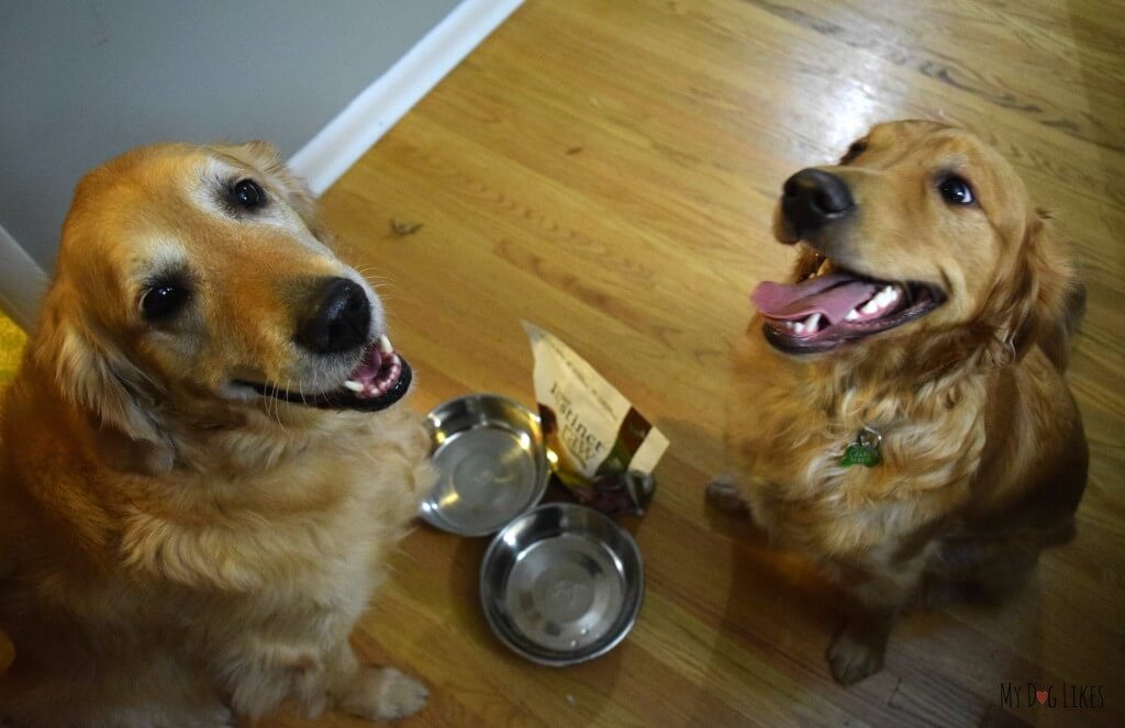 Harley and Charlie excited to try Nature's Variety Instinct Raw Medallions