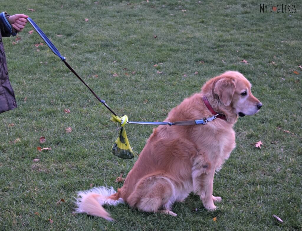 MyDogLikes testing out The Fifth Paw Leash Attachment