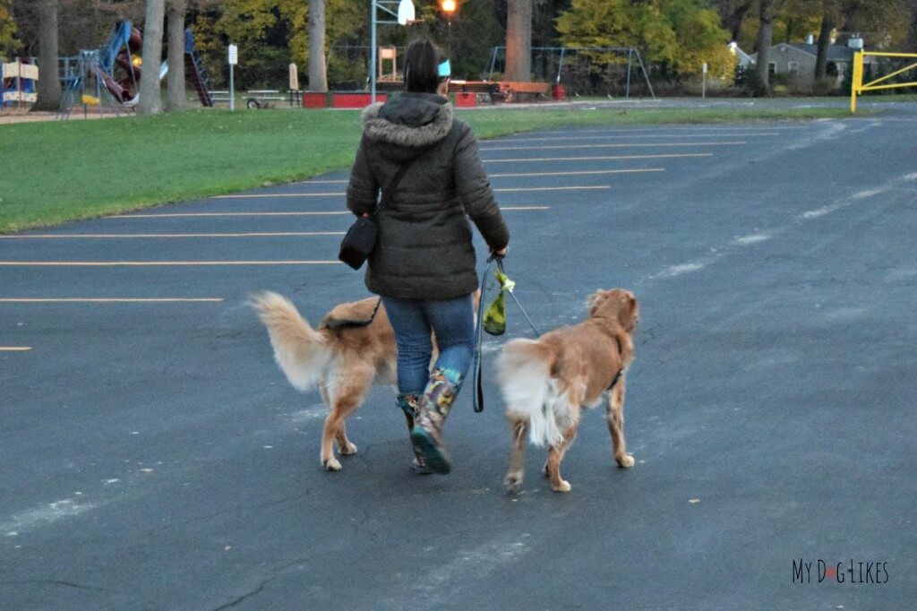 Testing out The Fifth Paw leash attachment on a walk with the boys!