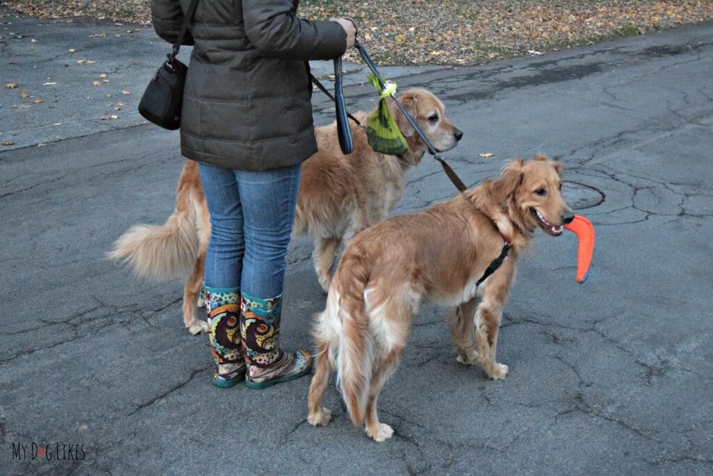 The Fifth Paw leash attachment makes walking with 2 dogs much more manageable.