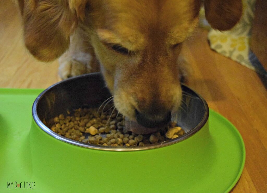 Harley from MyDogLikes testing out Nature's Variety Instinct dog food. Here he is eating their kibble with raw boost and medallions.