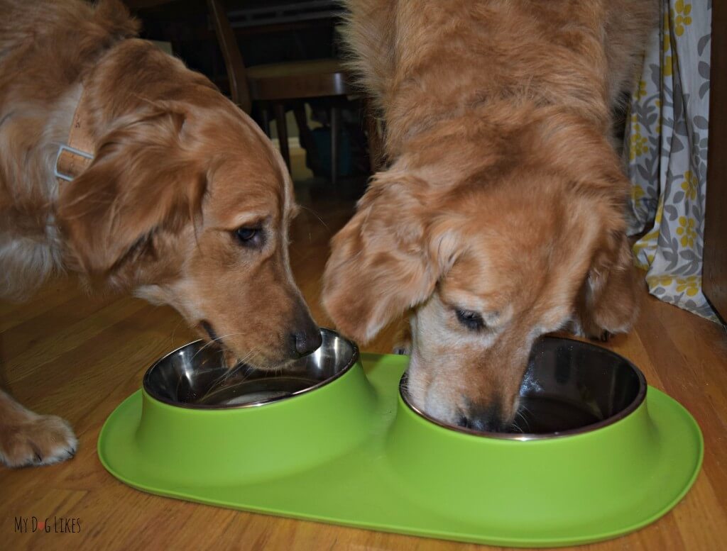Charlie making sure Harley doesn't leave any of his Nature's Variety Instinct food behind!