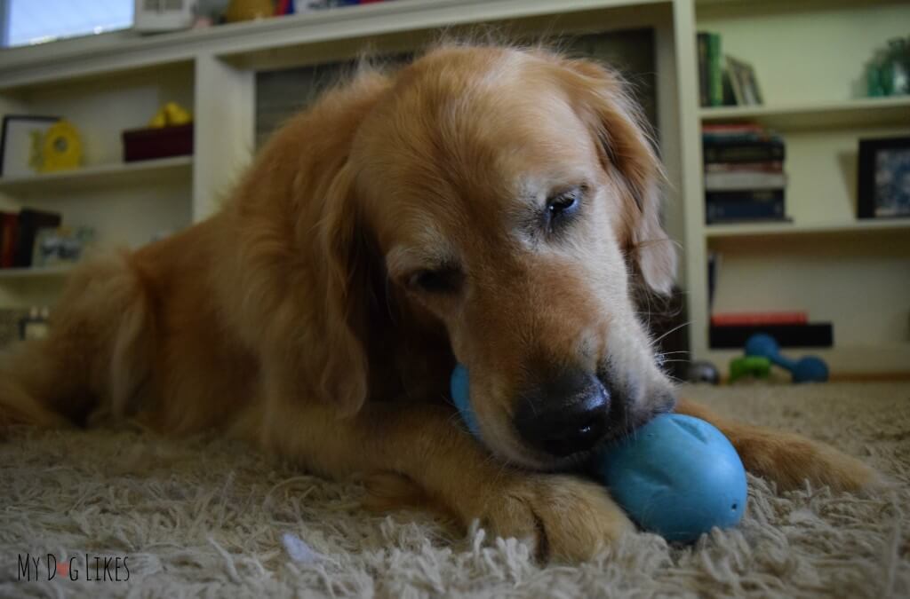 Harley chewing and playing for our West Paw Design Tizzi Review