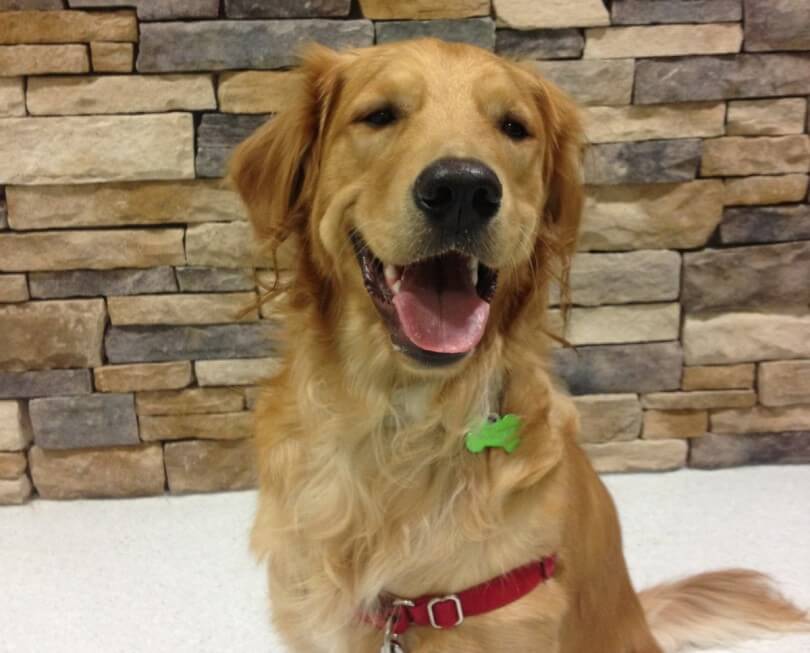 Becoming A Canine Good Citizen