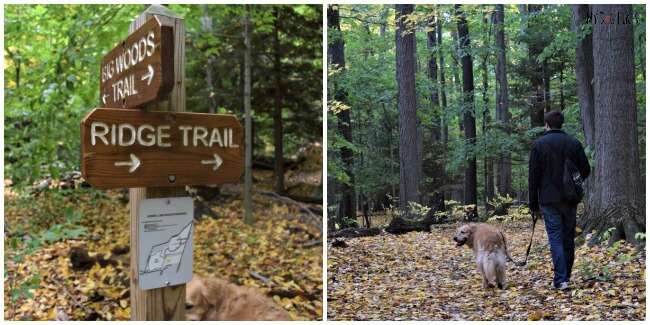 The intersection of the Big Woods and Ridge Trails at Gosnell Big Woods Preserve in Webster, NY