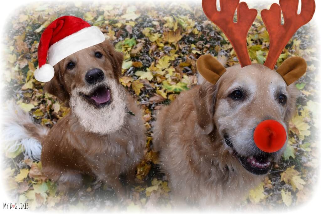 Our Golden Retrievers are getting in the holiday spirit in their Christmas "costumes"