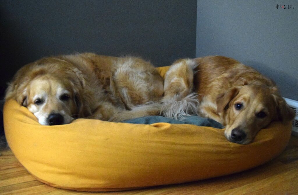 Harley and Charlie can both fit in our West Paw Design's Bumper Bed!