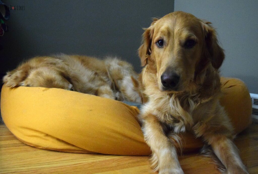 Our dogs snuggling in their West Paw Design Bumper Bed