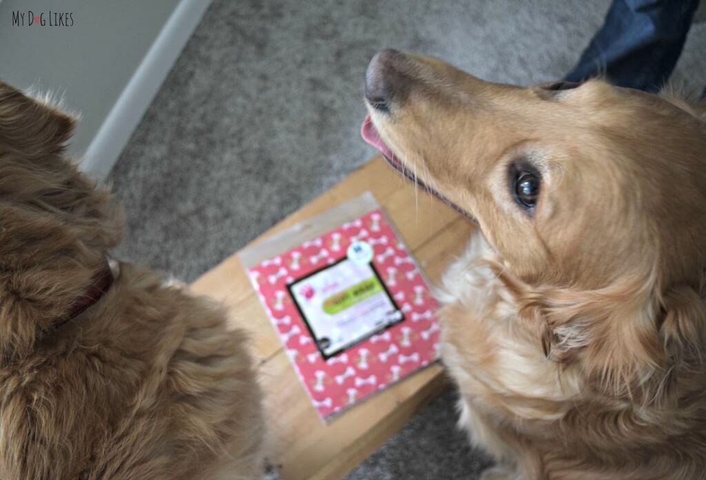 MyDogLikes official review of Pet Party Printz dog safe wrapping paper!