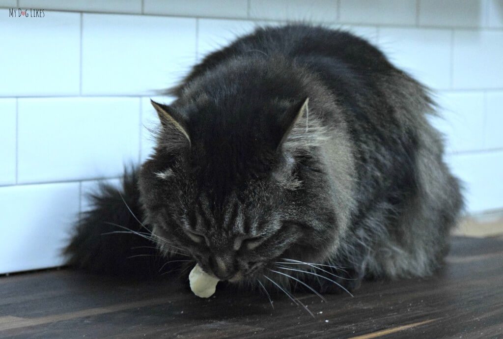 Our cat Maxwell tasting one of Whole Life Pet Products freeze dried treats