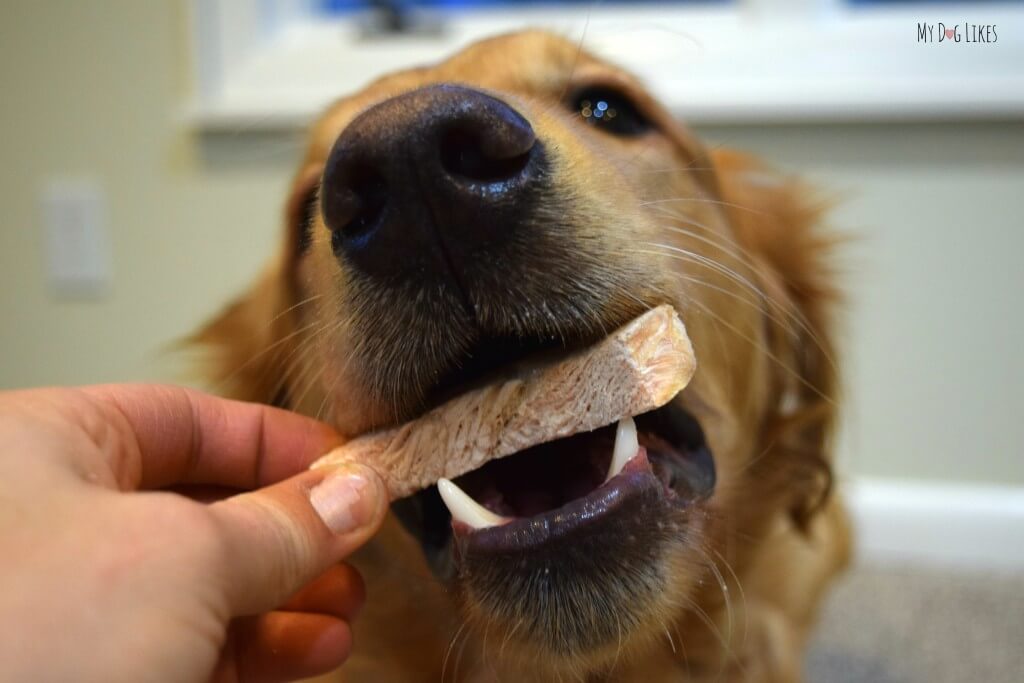 Charlie having a treat!