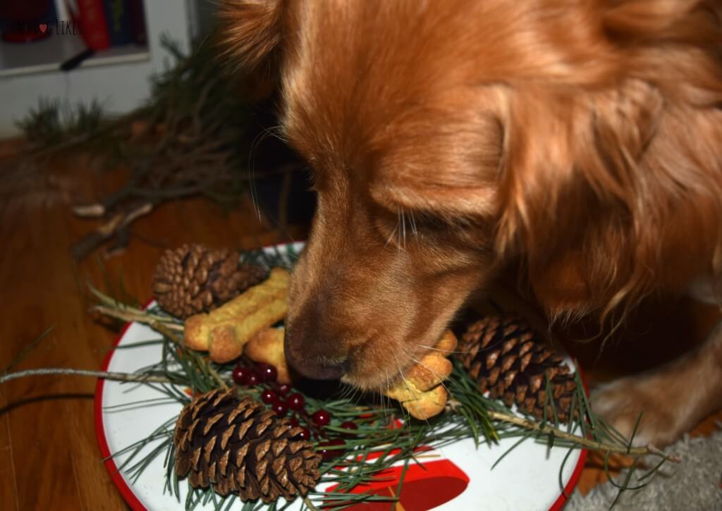 Our dog stealing treats from the platter for Santa Paws!