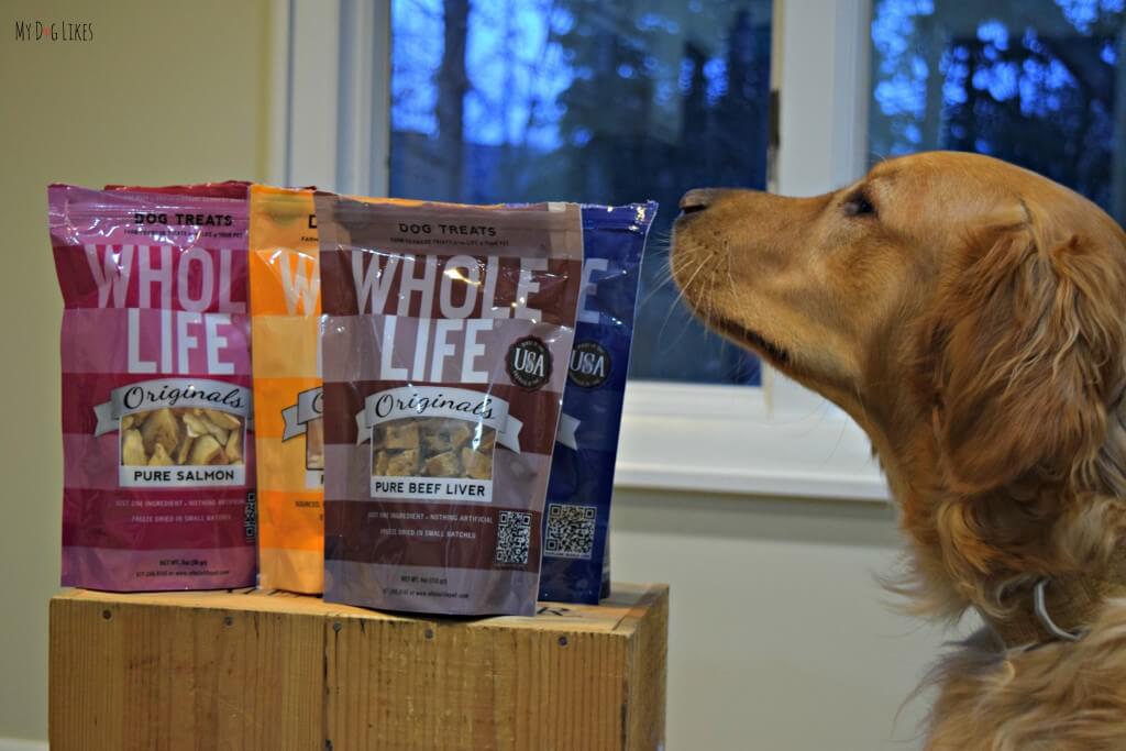 Charlie giving our samples of Whole Life Pet Treats a smell before we begin the taste test!