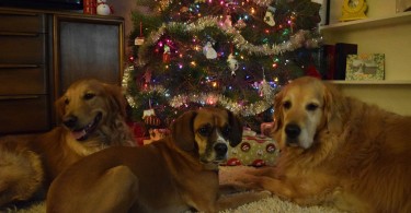 Harley and Charlie taking a dog Christmas photo with cousin Mia