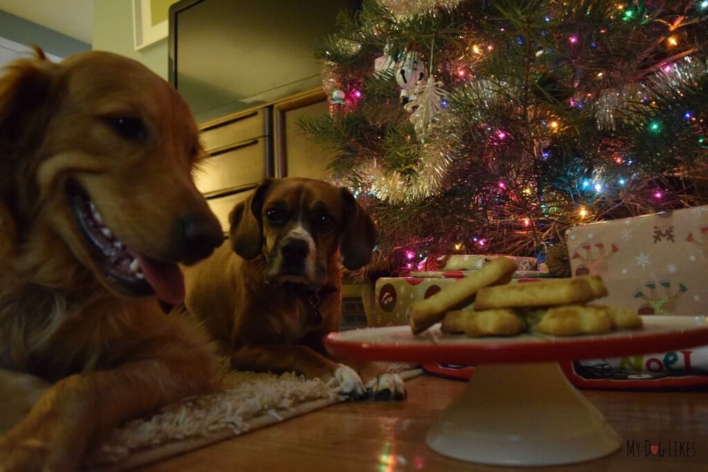 Our dogs begging for some of Alpo's Wholesome Biscuits