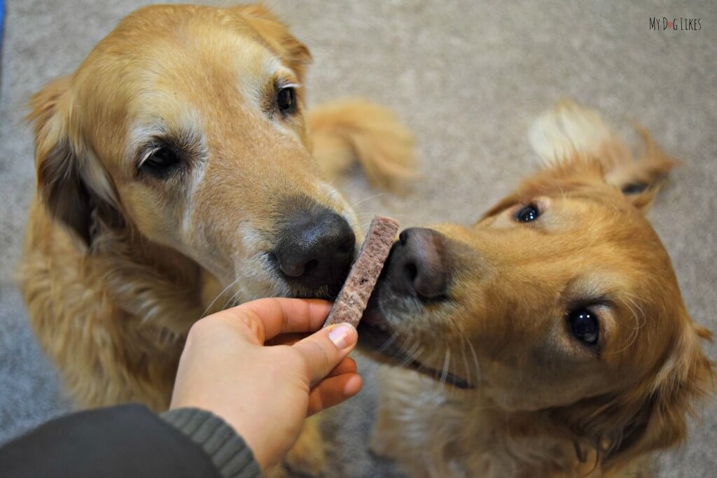 Harley and Charlie sampling a freeze dried treat for the MyDogLikes official Whole Life treat review.
