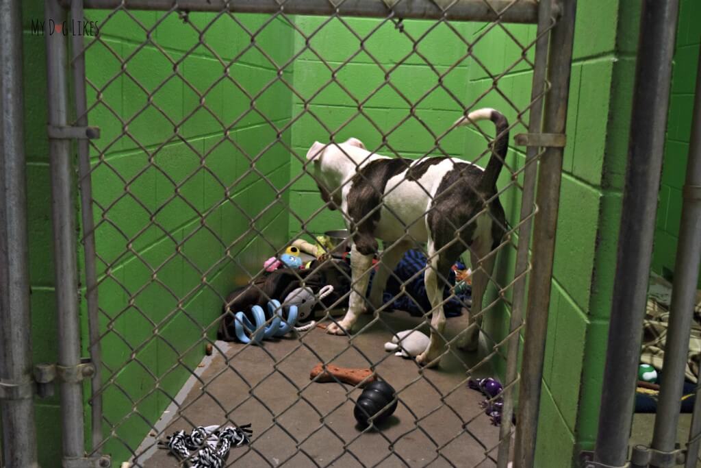 A very sweet dog we met at Scottsville Veterinary and Pet Adoptions Operation Shelter Pet event near Rochester, NY.