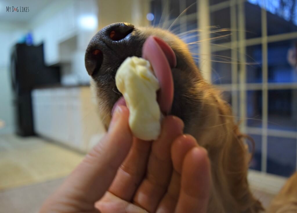 Charlie gobbling up some Whole Life Cheese Curd Dog Treats! These freeze dried treats are healthy and delicious!