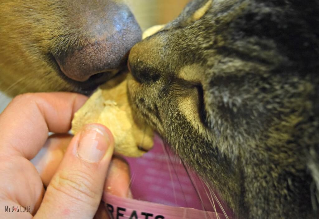 Our dog Charlie and cat Maxwell sharing a treat. Neither could resist Whole Life's freeze dried dog treats! Check out the official MyDogLikes review!