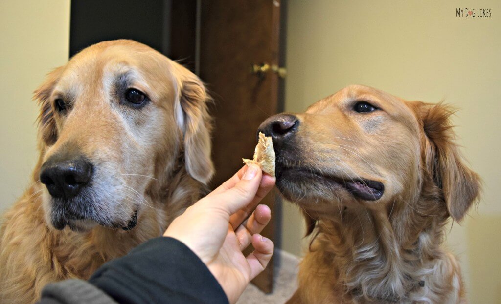 Our Golden Retrievers Harley and Charlie sampling Whole Life's freeze dried dog treats for the MyDogLikes official review!