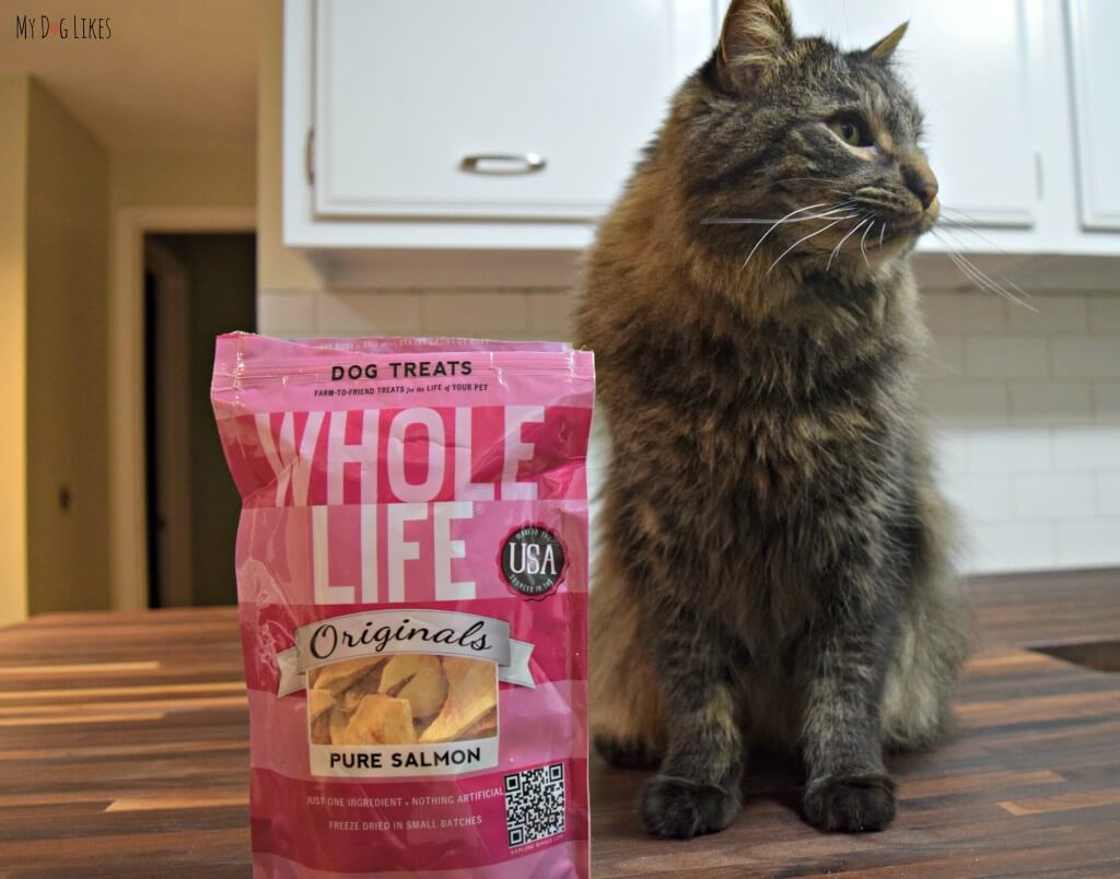 We couldn't keep our cat Maxwell away from the Whole Life freeze dried dog treats!