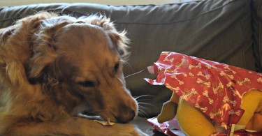 Our Dog Opening Presents on Christmas morning!