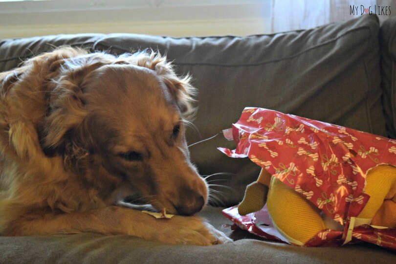 Our Dog Opening Presents on Christmas morning!