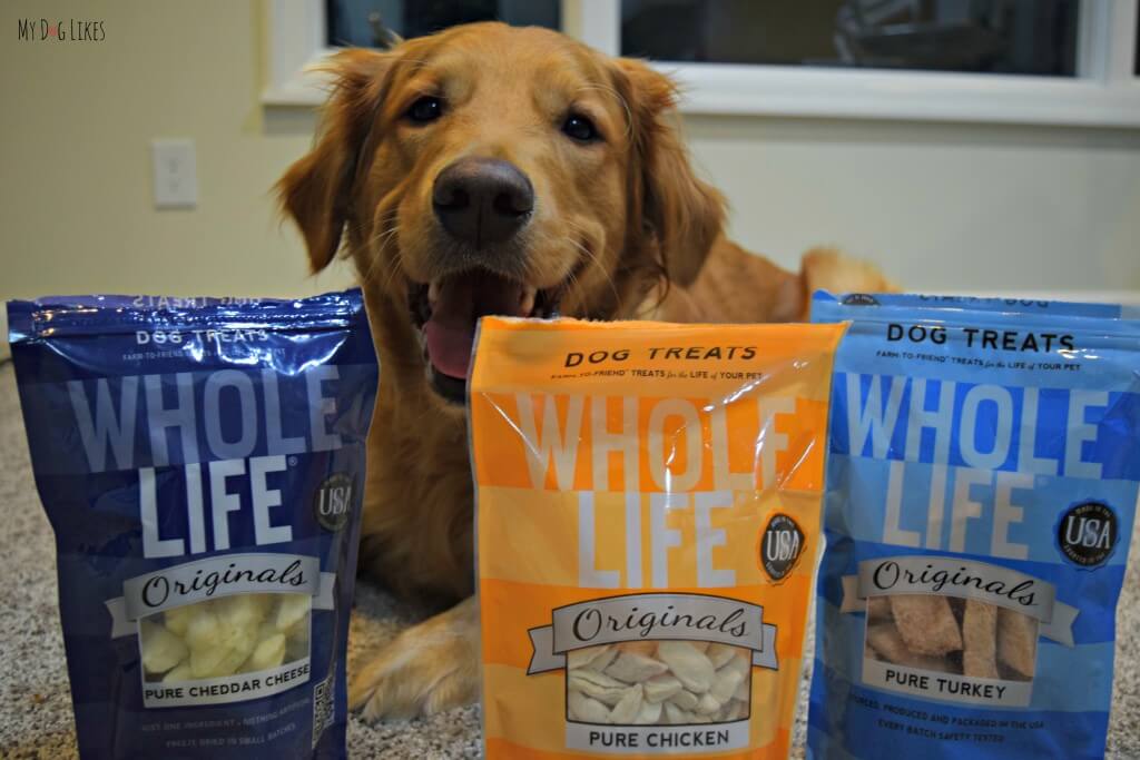 Charlie getting ready to try the Whole Life Originals line of freeze dried dog treats!