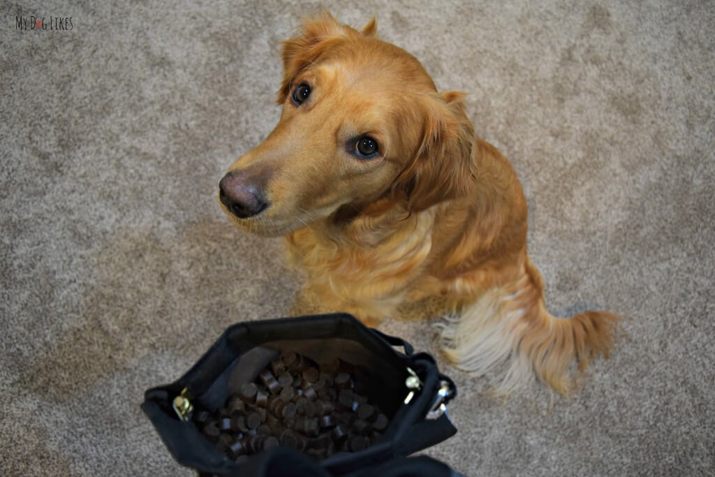 Charlie is eager to learn some new tricks when he sees a full pouch of Zuke's Mini Naturals!