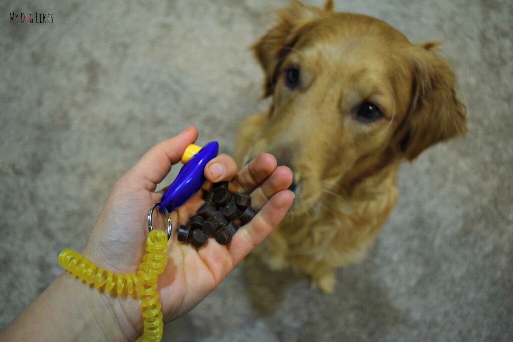 We use Zuke's Mini Naturals as a reward during clicker training with our Golden Retriever, Charlie