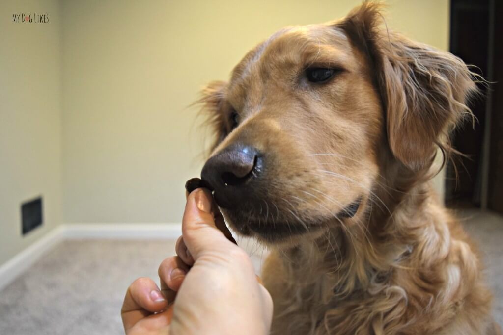 Charlie giving the smell test in MyDogLikes official Zuke's Mini Naturals Review