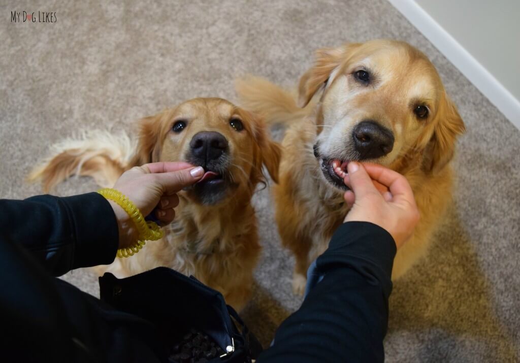 Zuke's Mini Naturals training treats for dogs are key to our obedience success