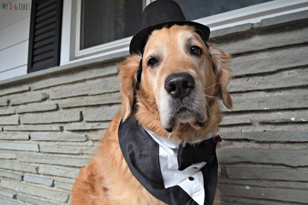 Harley sporting his fancy dog tux in preparation for a New Year's Eve Celebration!