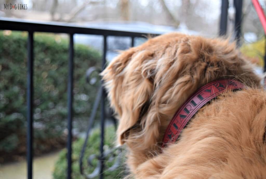 Our Golden Retriever Harley wearing his beautiful RUHA Dog Collar. These leather dog collars are laser engraved and very durable.