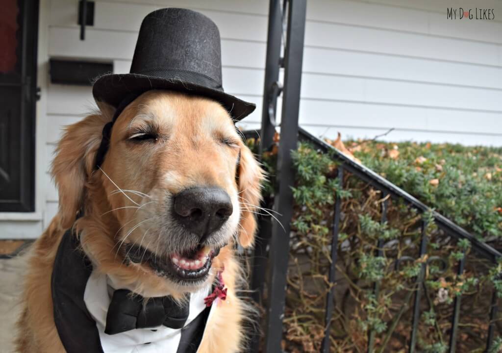 Our Golden Retriever Harley wearing hes dog tuxedo bandanna from our wedding!