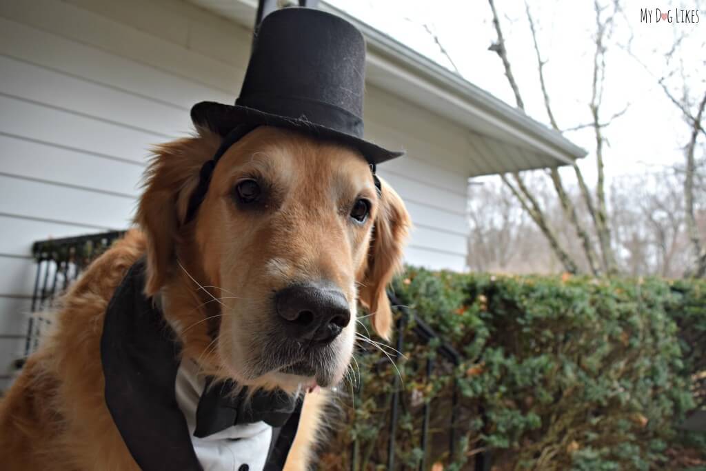 Our Golden Retriever Harley modeling his dog formal wear - a dog tuxedo bandanna and a top hat!