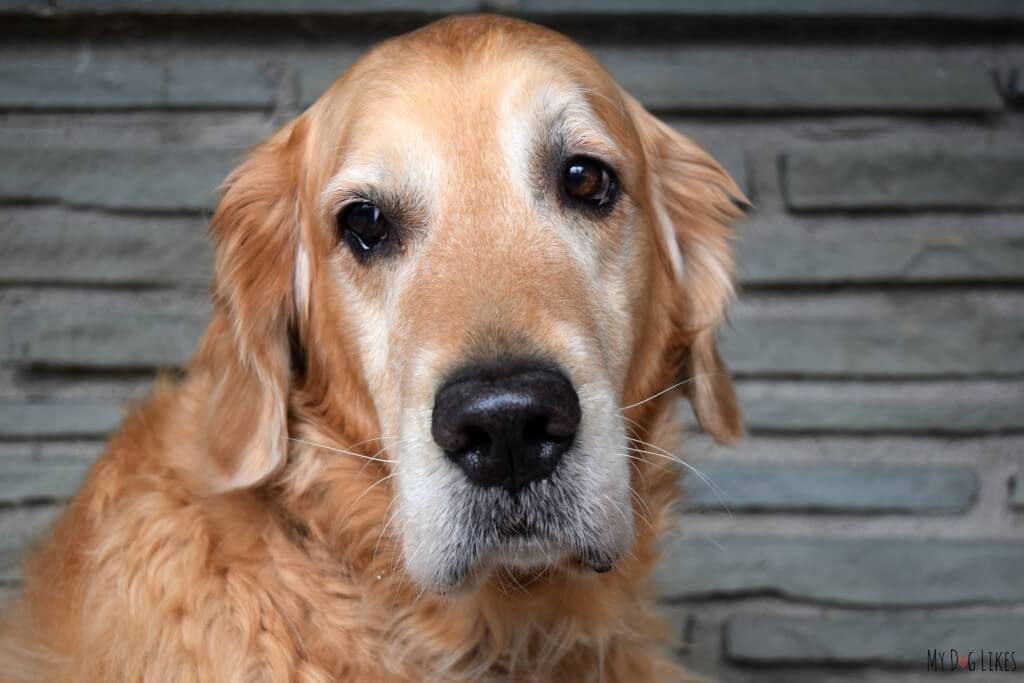 Our beautiful 8 year old Golden Retriever Harley.