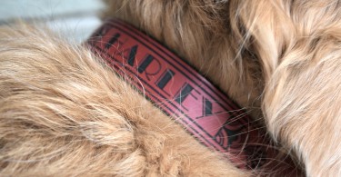 Our Golden Retriever Harley wearing his new leather dog collar from RUHA!