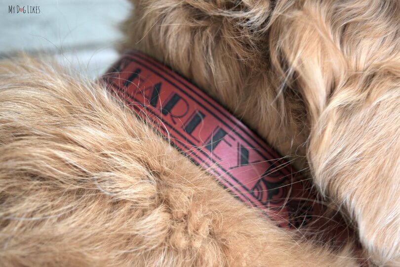 Our Golden Retriever Harley wearing his new leather dog collar from RUHA!
