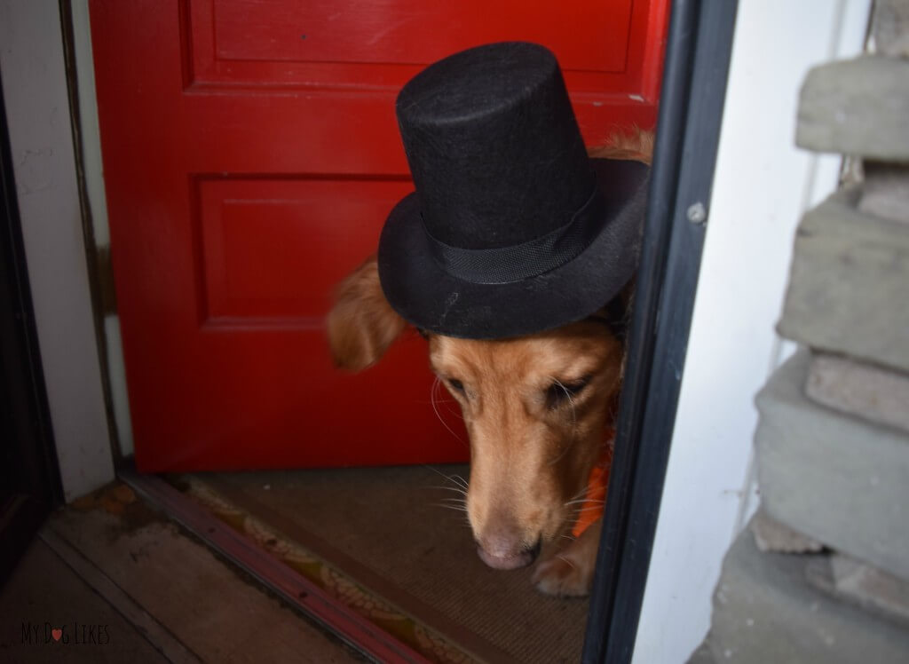 Our dog wearing a hat in order to enter the fancy New Year's Eve party!