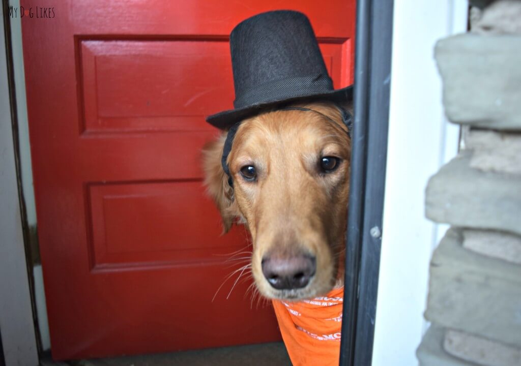 Charlie thinks a dog top hat is enough to get him into the exclusive dog party!